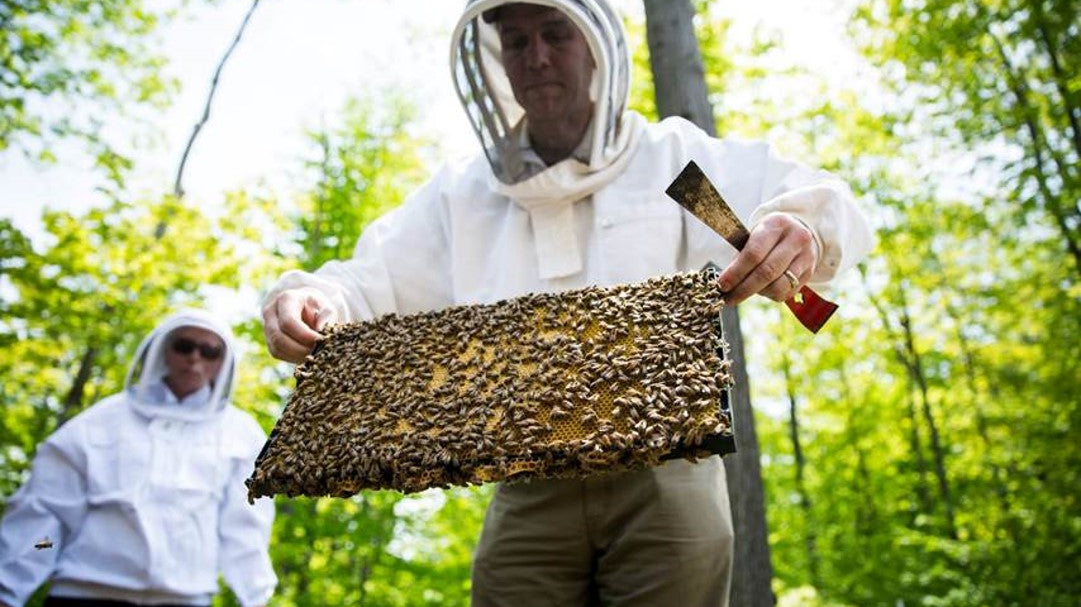 peter istvan as a beekeeper