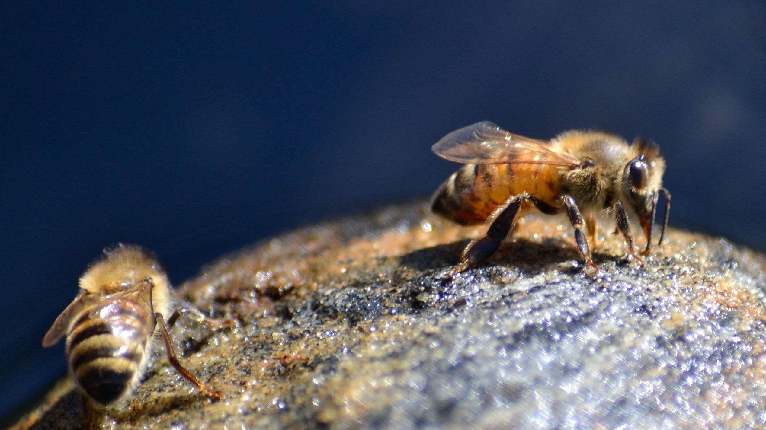 Summertime, full on beekeeping!