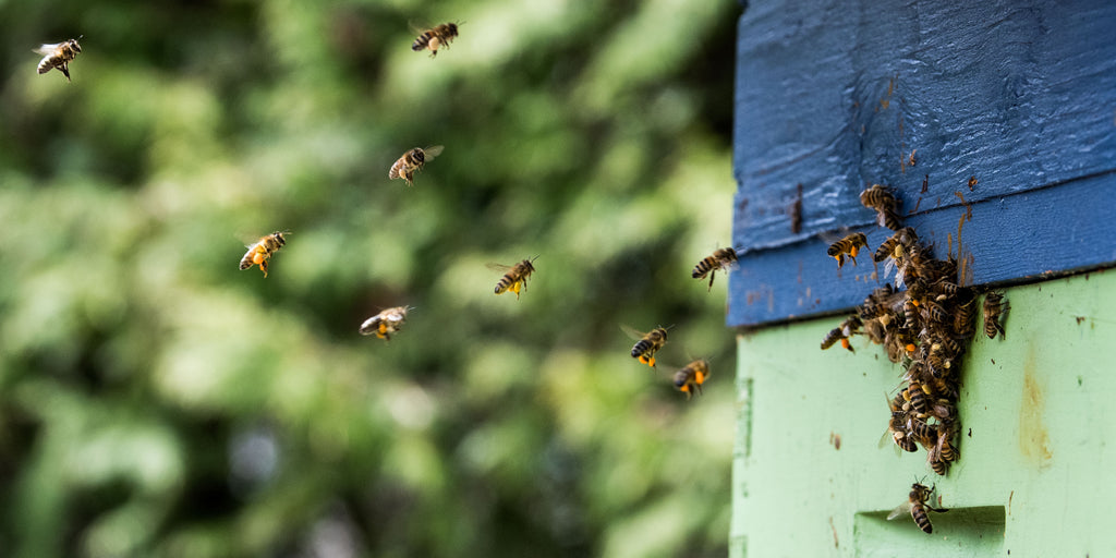 honey bees flying in a hive