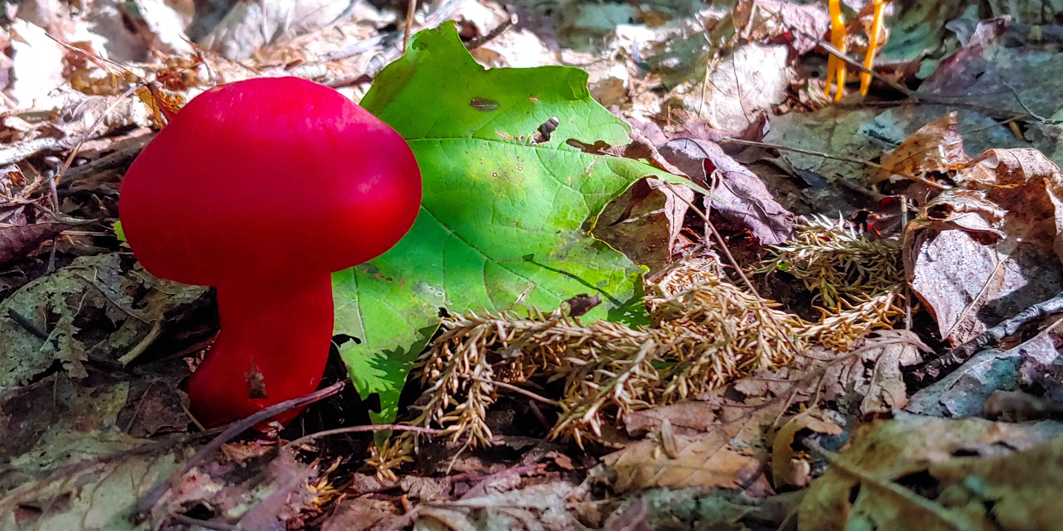 mushrooms in Killnarney