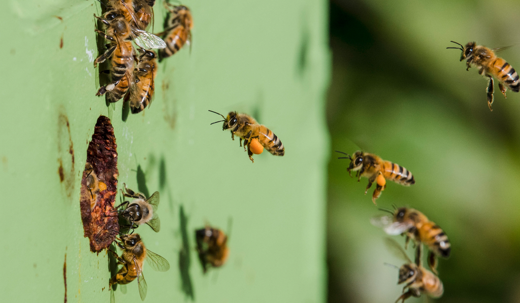 Collision of Photography and Beekeeping