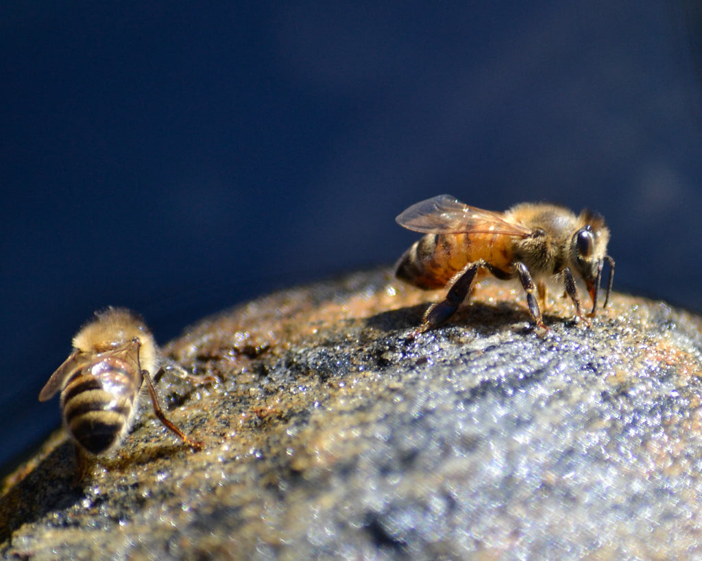 Summertime, full on beekeeping!