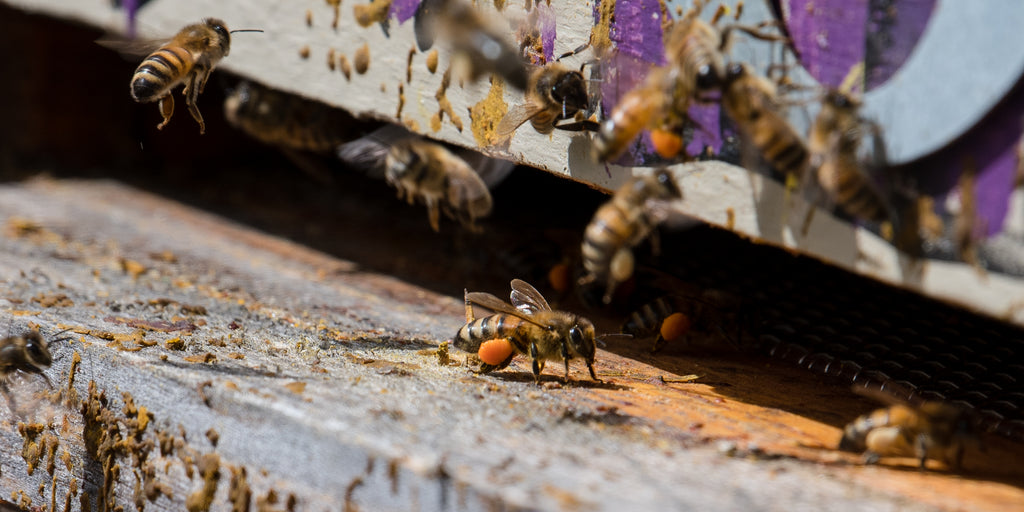 honeybee loaded with pollen