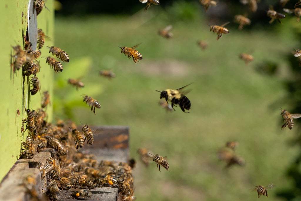 bumble bee flying in front of a honey bee hive